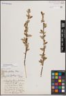 Foto von Salix athabascensis Raup